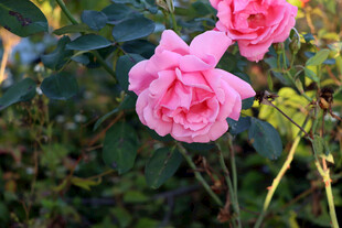 月季花