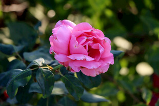 月季花