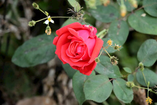 月季花