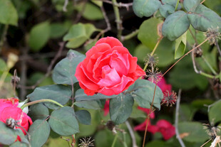 月季花