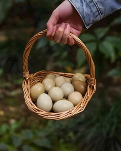 野鸡蛋