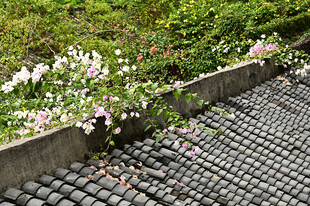 古镇古房屋顶上的瓦片和三角梅