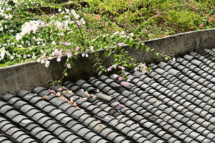 古镇古房屋顶上的瓦片和三角梅