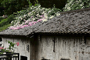 古镇古房屋顶上的瓦片和三角梅