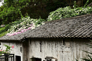 古镇古房屋顶上的瓦片和三角梅