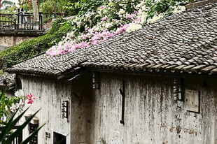 古镇古房屋顶上的瓦片和三角梅