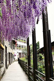 深圳甘坑古镇紫藤花下的廊道