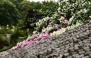 古镇古房屋顶上的瓦片和三角梅