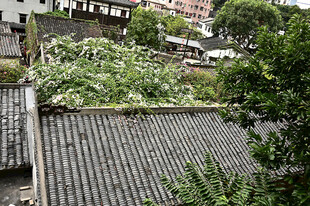 古镇古房屋顶上的瓦片和三角梅