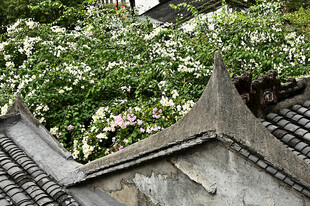 古镇古房屋顶上的瓦片和三角梅