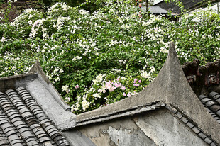 古镇古房屋顶上的瓦片和三角梅