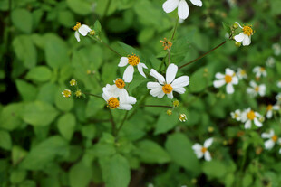 野菊花