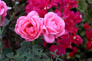 月季花