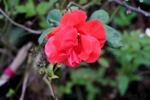 月季花
