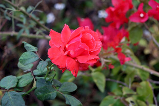 月季花