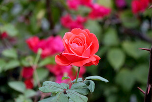 月季花