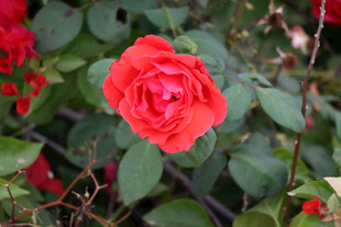 月季花