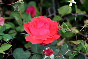 月季花
