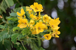 黄槐决明花