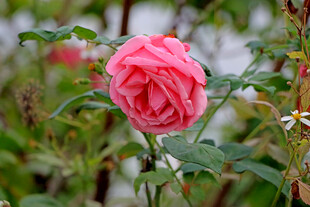月季花