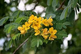 黄槐决明花