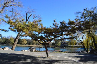 公园风景  