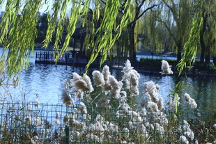 公园风景