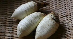 冬笋