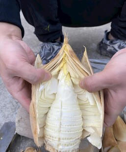 剥冬笋