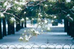 透亮冬季 北京雪景