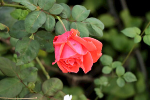 月季花