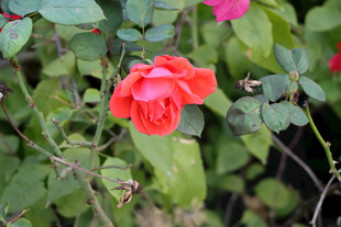 月季花