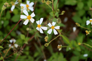 野菊花