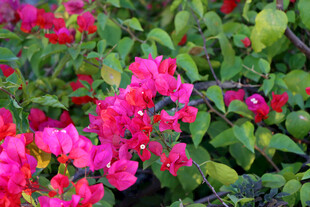 三角梅