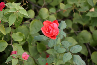 月季花