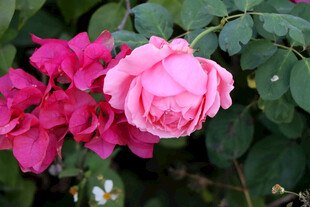 月季花