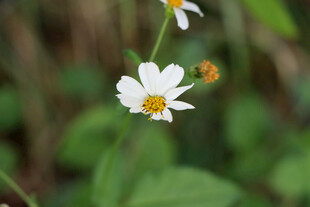 野菊花