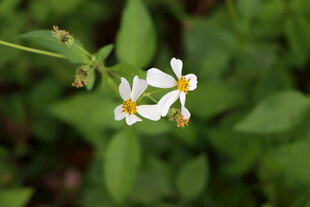 野菊花