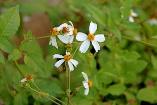 野菊花