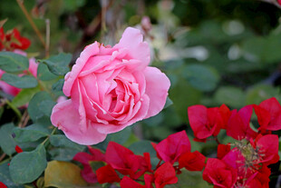 月季花