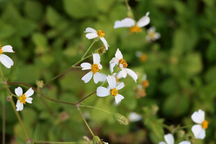 野菊花 