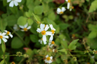 野菊花 