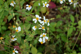 野菊花