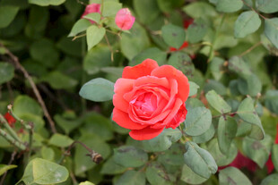 月季花