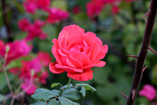 月季花