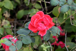 月季花