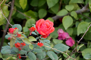 月季花
