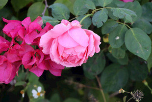 月季花