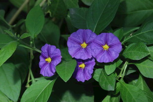 蓝花茄  