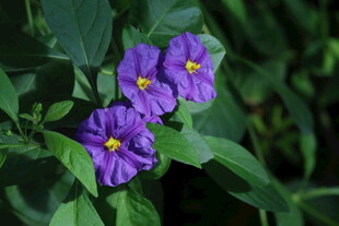 蓝花茄 